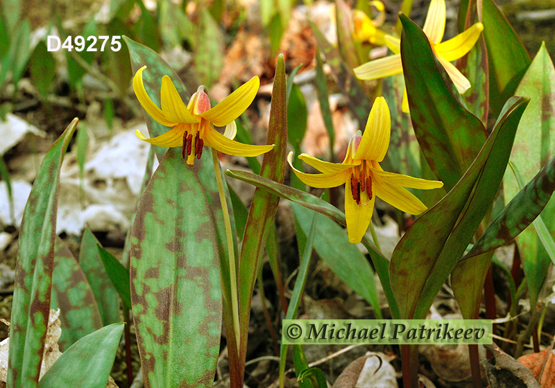 Yellow Trout Lily (Erythronium americanum)